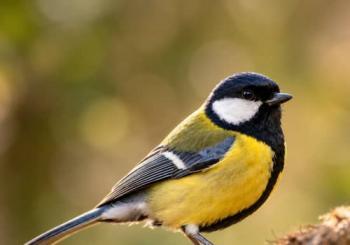 Morning chorus bird walk at Fulham Palace London