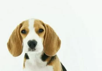 Seborreas, acné canino y producción de olor. ¿Qué productos son realmente efectivos? en SEMINARIO ONLINE