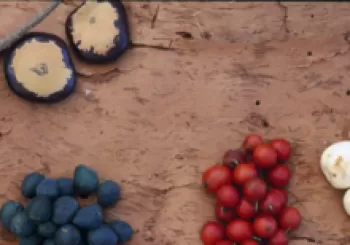 Nutrición y superalimentos de la Amazonía peruana en .