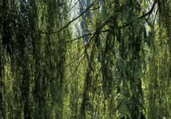 Visitas sostenibles: El camino del agua (castellano) en Vitoria-Gasteiz