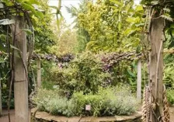 Digital Cannabis CBD and The Wellness Revolution en Chelsea Physic Garden