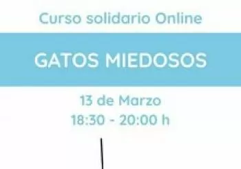 Sábado 13 de marzo - Gatos miedosos en Barcelona