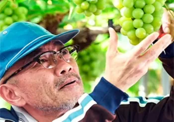 Filmoteca-Grapes of Joy