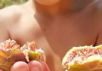 Exposició figues. Petit Sequer en Lloret de Vistalegre