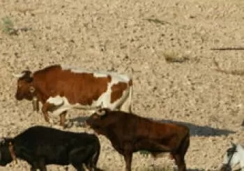 ENCIERRO POR EL CAMPO ARBANCON 2021