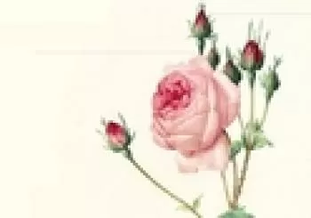 Entradas La del manojo de rosas, en La Vall d'Uixo en Castellón