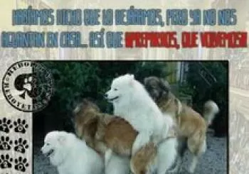 Humor: Rebollo y Los Reboyetes en Madrid