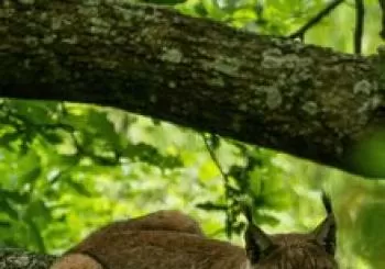 1. BBK Karpin Fauna en Valle de Carranza-Karrantza Harana
