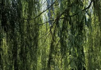 Visitas sostenibles: El camino del agua (castellano) Vitoria-Gasteiz