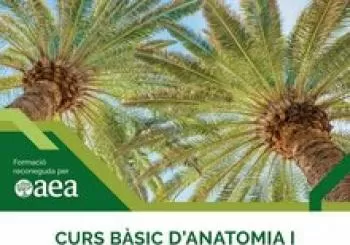 Curs bàsic d'anatomia i diagnòstic de palmeres en Palma