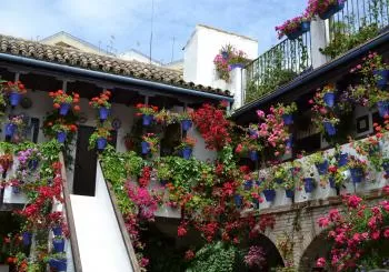 Tour Patios de (Mañanas) en Córdoba