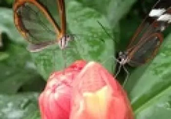 Mariposario de Benalmádena - Butterfly Park en Málaga