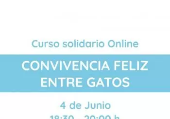 Sábado 4 de junio - Convivencia feliz entre gatos en Barcelona