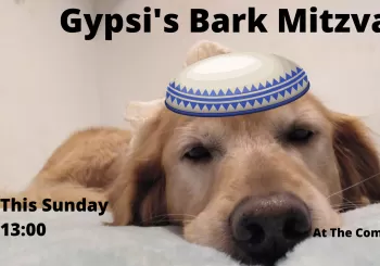 Gypsi's Bark Mitzvah en Barcelona