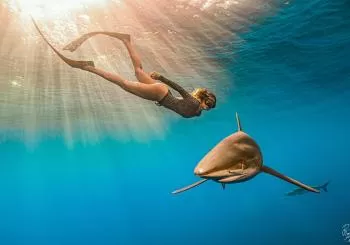 La sonrisa de los tiburones en Colònia de Sant Jordi