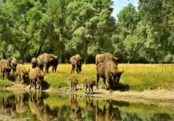 NATURALEZA MÁGICA ENTRE BISONTES - Finca Valparaíso en Sepúlveda S/N