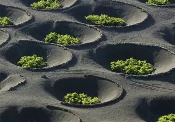 Cata bodega Bermejo - Lanzarote en Barcelona