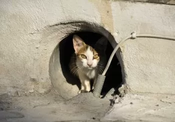 Ojos de Gamba y Colonias Felinas Arganzuela en Madrid