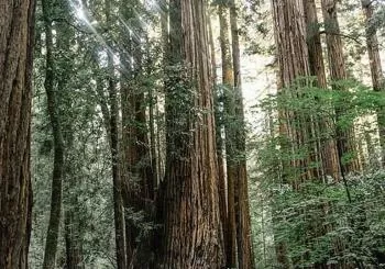 The Ultimate Day in the Bay Including Muir Woods en SF Bay Area