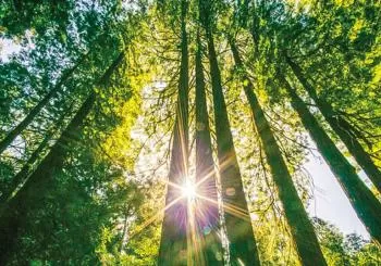 Muir Woods & Sausalito Tour en SF Bay Area