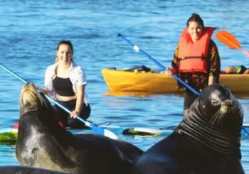 Paddleboarding with Sea Lions in the Marina en Los Angeles