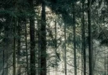 La Bella Addormentata nel bosco (che piu' non c'è) en CASCINA