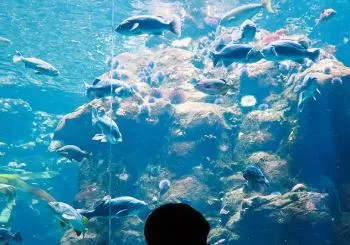 California Academy of Sciences General Admission en SF Bay Area