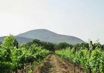 Visita a bodegas con cata y tour por Bernal en Mexico City - CDMX