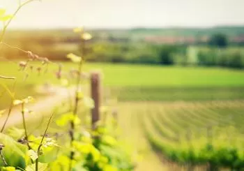 Visita una bodega de cava + maridaje de quesos o degustación del mar en Barcelona
