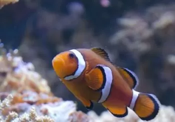 Aquarium de Lyon : à la découverte de poissons du monde entier