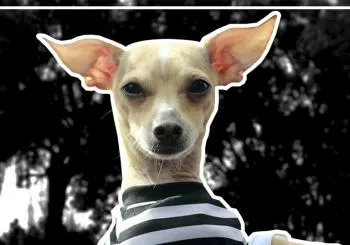 Patitas de Perro Night Tour en Mexico City - CDMX