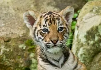 Mogo Wildlife Park: Meet Exotic Wildlife from around the World en Sydney