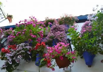 Tour Patios de Córdoba(Experto)