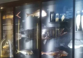 Visita ao Aquário Vasco da Gama en Lisbon