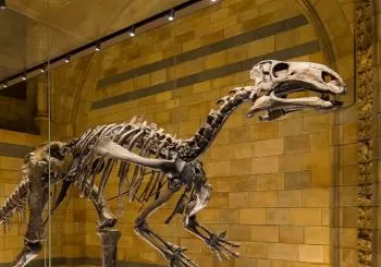 London Natural History Museum Dinosaur Discovery Family Tour