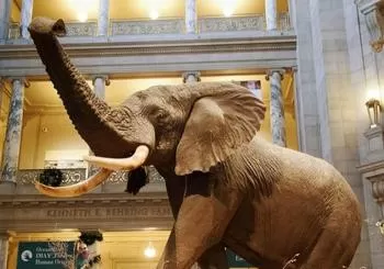 Smithsonian Natural History & National Art Gallery Private Tour en Washington DC