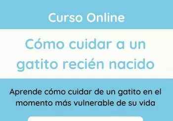 Curso online - Los cuidados del gatito neonato en Barcelona