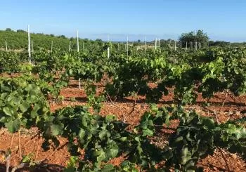 Yincana familiar por las viñas del Carlón con cata de vinos y dulces en CASTELLÓN/CASTELLÓ