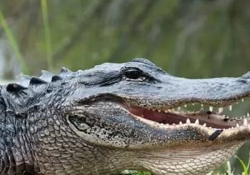 Everglades: 40-Minute Airboat Ride & Animal Sanctuary Admission en Miami
