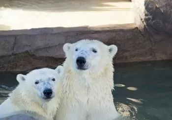Marineland Antibes et Kid's Island en Nice