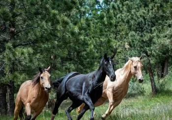 Living Legends Champion Racehorse Guided Tour en Melbourne