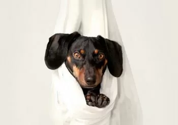 Puppy Yoga Elephant & Castle en London