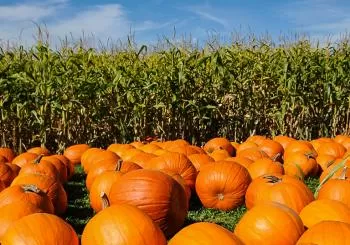 Adults Only Central Park Great Pumpkin Scavenger & History Hunt en New York