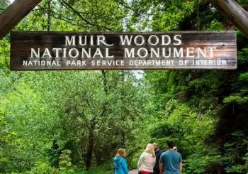 Muir Woods & Sausalito: Morning Tour from San Francisco en SF Bay Area