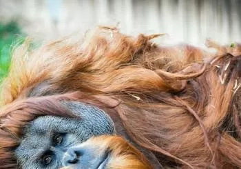 Zoo d'Amnéville: Billet avec accès rapide en Metz