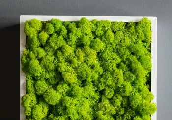 Moss Art Workshop en SF Bay Area
