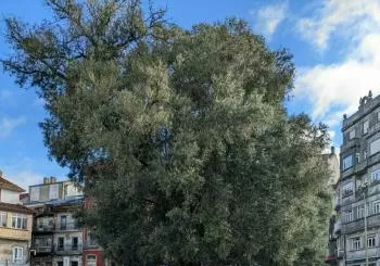Vigo histórico curioso
