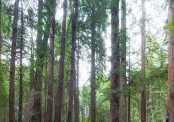 Muir Woods and Sausalito Day Tour & Bay Cruise en SF Bay Area