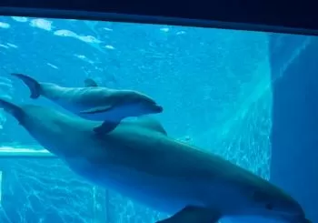 Acquario di Genova: Ingresso tardivo + aperitivo genovese