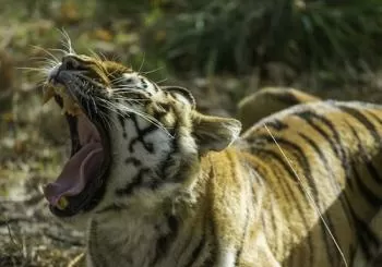 Zoo Safari de Thoiry : billet coupe-file en Paris